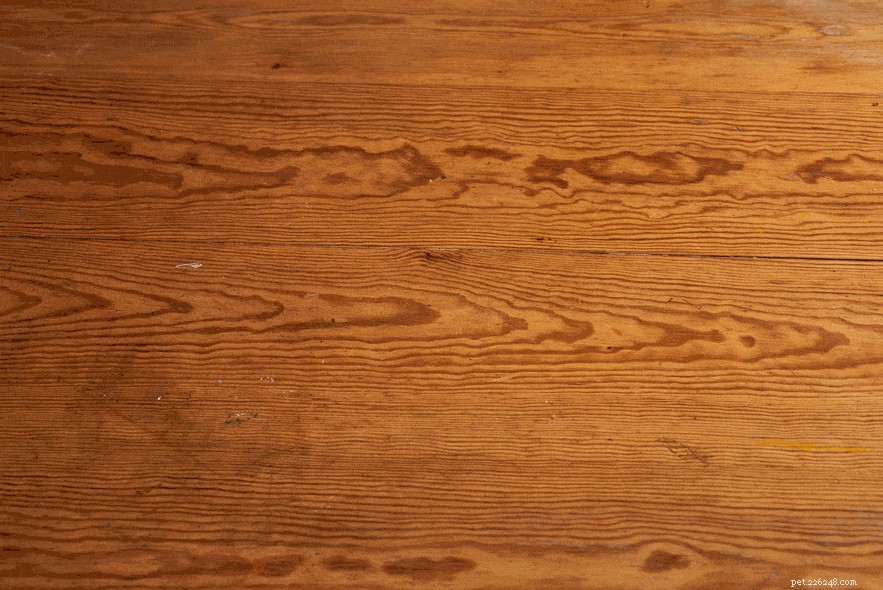 Safe & Delicious Halloween Treats for Your Cat: A Vet‑Approved Guide