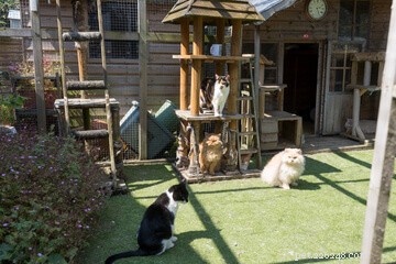 Designing the Perfect Cat Playground: A Guide to Enriching Your Feline’s Life