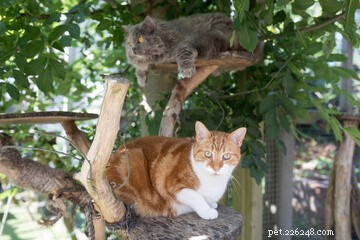 Designing the Perfect Cat Playground: A Guide to Enriching Your Feline’s Life