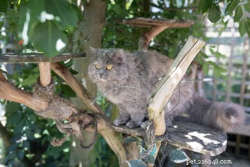Designing the Perfect Cat Playground: A Guide to Enriching Your Feline’s Life