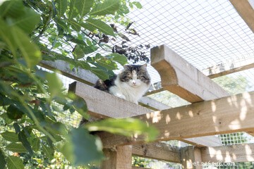 Designing the Perfect Cat Playground: A Guide to Enriching Your Feline’s Life