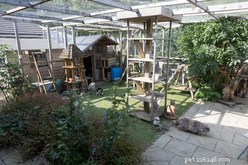Designing the Perfect Cat Playground: A Guide to Enriching Your Feline’s Life