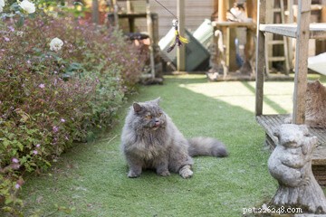 Designing the Perfect Cat Playground: A Guide to Enriching Your Feline’s Life