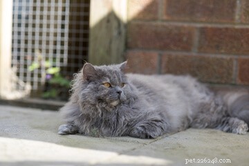 Designing the Perfect Cat Playground: A Guide to Enriching Your Feline’s Life