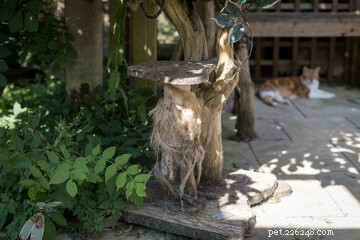 Designing the Perfect Cat Playground: A Guide to Enriching Your Feline’s Life