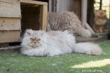 Designing the Perfect Cat Playground: A Guide to Enriching Your Feline’s Life