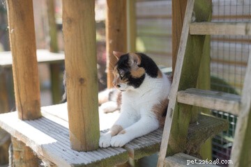 Designing the Perfect Cat Playground: A Guide to Enriching Your Feline’s Life