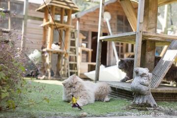 Designing the Perfect Cat Playground: A Guide to Enriching Your Feline’s Life