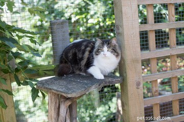 Designing the Perfect Cat Playground: A Guide to Enriching Your Feline’s Life