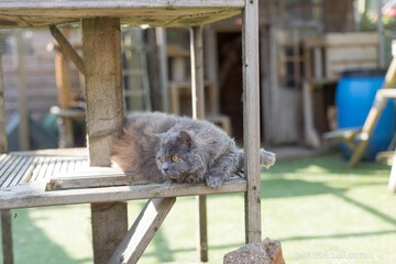 Designing the Perfect Cat Playground: A Guide to Enriching Your Feline’s Life