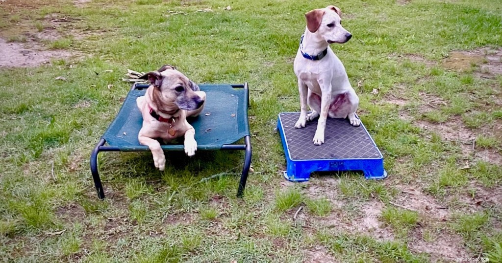 Mastering Dual Dog Training: Teaching One Dog to Stay While the Other Works