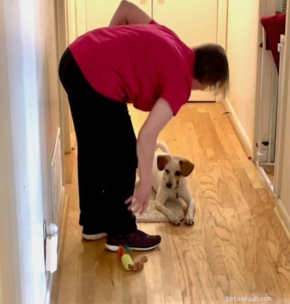 Mastering Dual Dog Training: Teaching One Dog to Stay While the Other Works