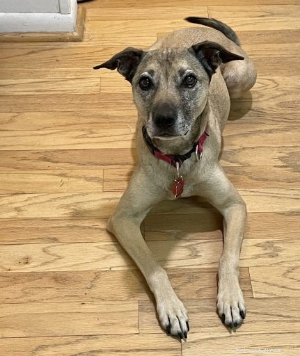 Mastering Dual Dog Training: Teaching One Dog to Stay While the Other Works