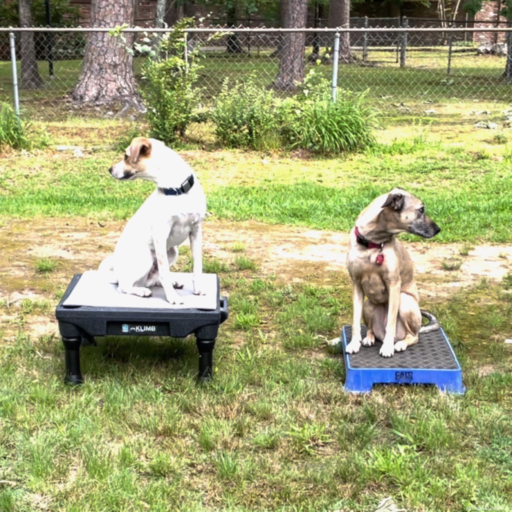 Mastering Dual Dog Training: Teaching One Dog to Stay While the Other Works