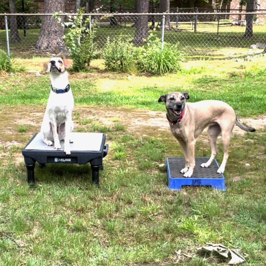 Mastering Dual Dog Training: Teaching One Dog to Stay While the Other Works