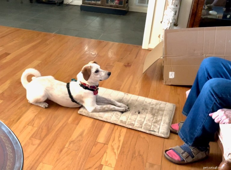 Mastering Dual Dog Training: Teaching One Dog to Stay While the Other Works