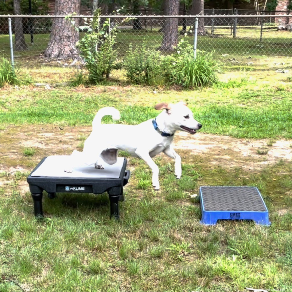 Mastering Dual Dog Training: Teaching One Dog to Stay While the Other Works