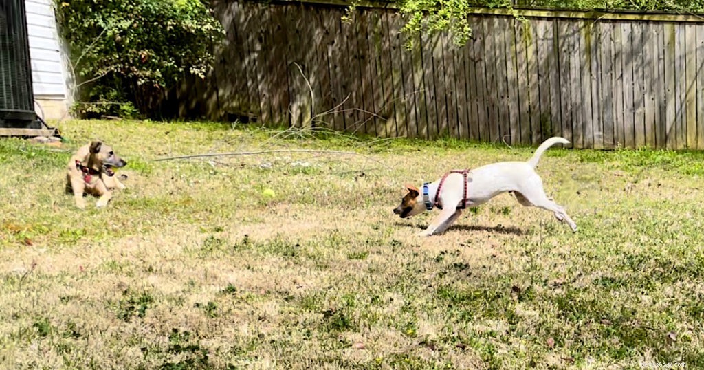 How to Stop Your Puppy from Harassing an Older Dog: Proven Training Solutions