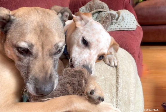 How to Stop Your Puppy from Harassing an Older Dog: Proven Training Solutions
