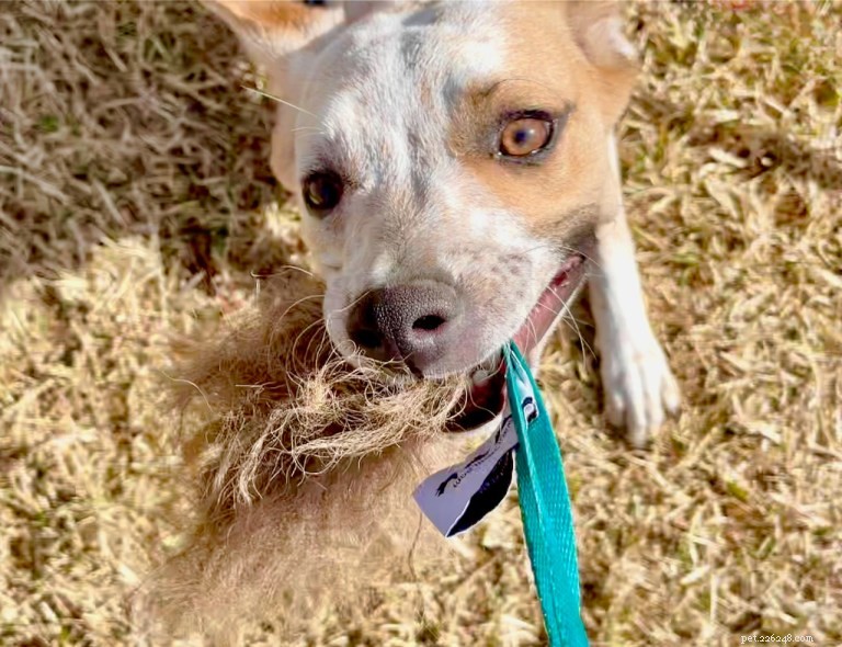 How to Stop Your Puppy from Harassing an Older Dog: Proven Training Solutions