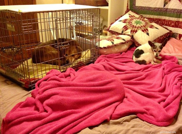 Eliminating a Long-Standing Negative Reinforcement Habit in Dog Training