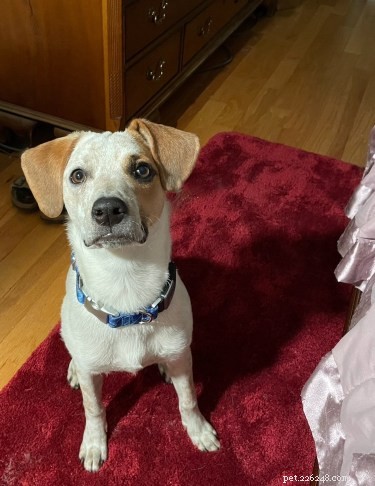 Eliminating a Long-Standing Negative Reinforcement Habit in Dog Training