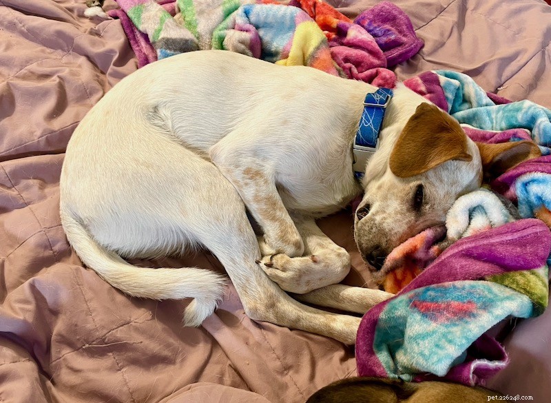 Eliminating a Long-Standing Negative Reinforcement Habit in Dog Training