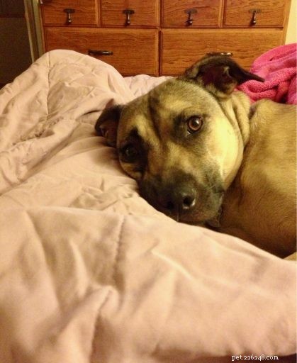 Eliminating a Long-Standing Negative Reinforcement Habit in Dog Training