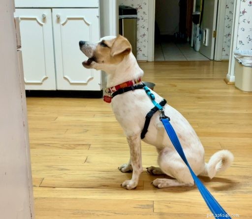 Effective Training for Your Growing Puppy: Tips & Strategies