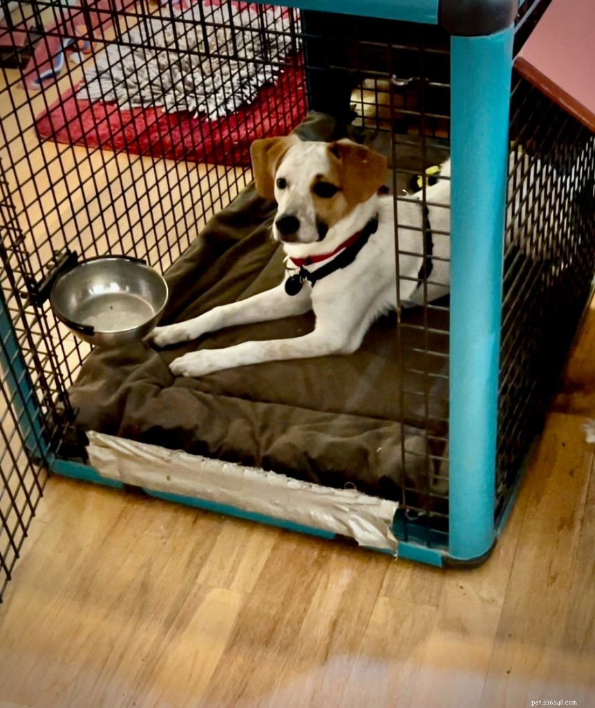 Effective Training for Your Growing Puppy: Tips & Strategies