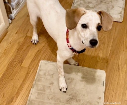 Mastering Door Etiquette: A Step-by-Step Puppy Training Guide