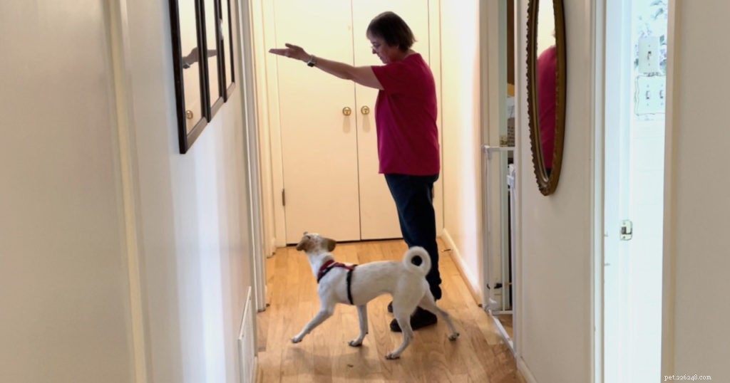 Mastering Door Etiquette: A Step-by-Step Puppy Training Guide