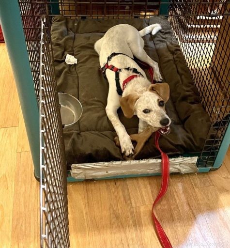 Mastering Door Etiquette: A Step-by-Step Puppy Training Guide