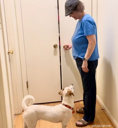 Mastering Door Etiquette: A Step-by-Step Puppy Training Guide