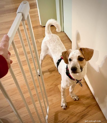 Mastering Door Etiquette: A Step-by-Step Puppy Training Guide