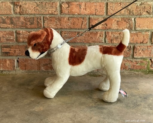 Understanding the Risks of Prong Collars: Key Questions for Responsible Dog Owners