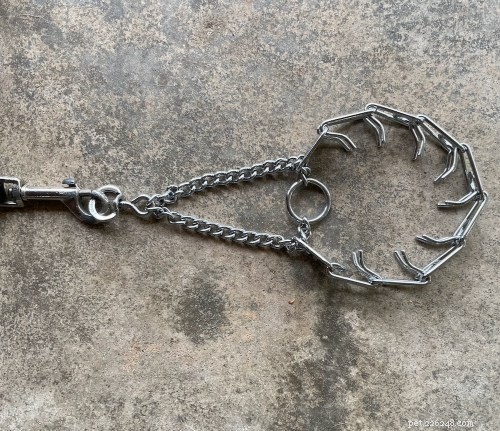 Understanding the Risks of Prong Collars: Key Questions for Responsible Dog Owners