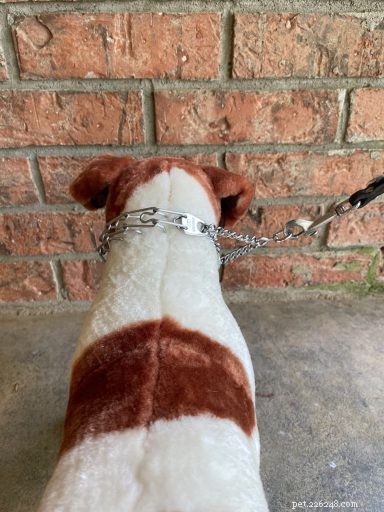 Understanding the Risks of Prong Collars: Key Questions for Responsible Dog Owners