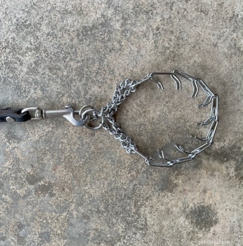 Understanding the Risks of Prong Collars: Key Questions for Responsible Dog Owners