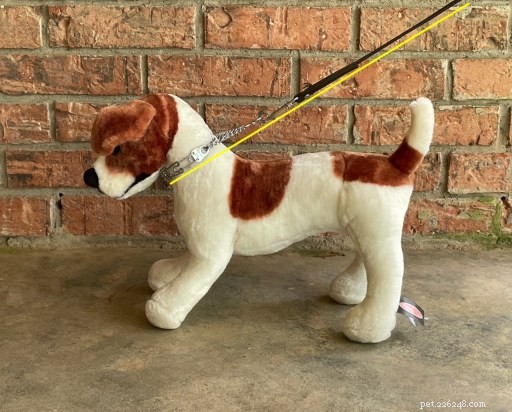 Understanding the Risks of Prong Collars: Key Questions for Responsible Dog Owners
