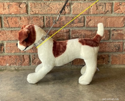 Understanding the Risks of Prong Collars: Key Questions for Responsible Dog Owners