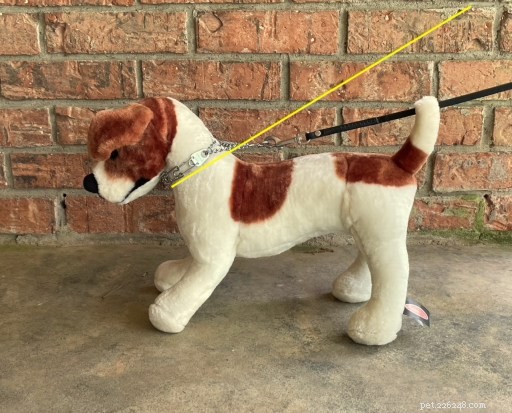 Understanding the Risks of Prong Collars: Key Questions for Responsible Dog Owners