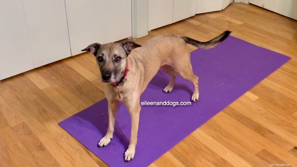 Clara s Stand Training Setback: Lessons Learned and Continued Progress