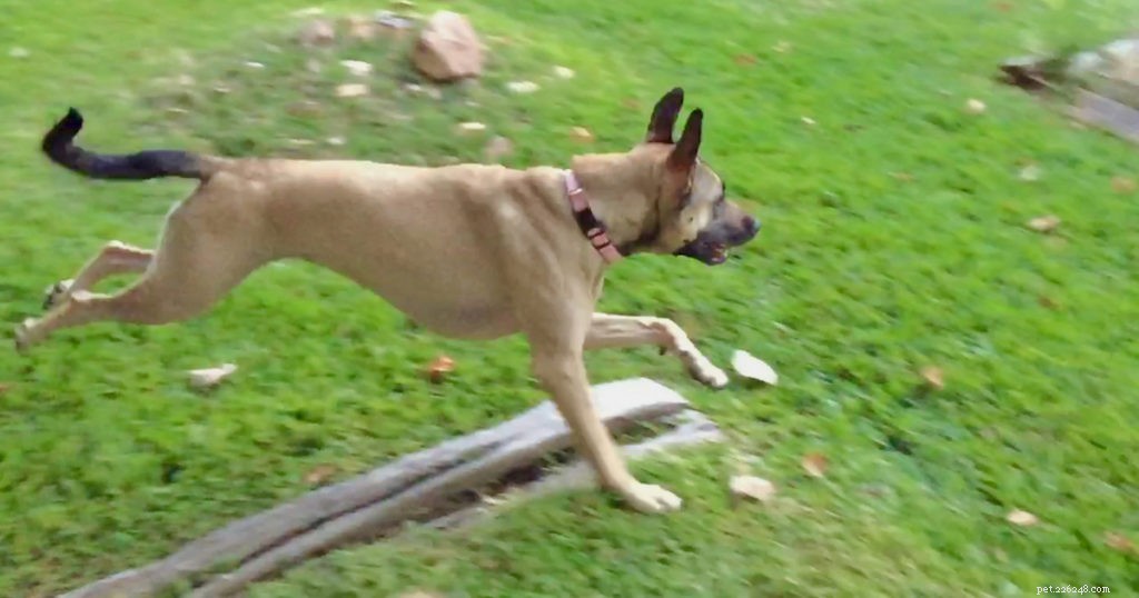 How I Empowered My Dog With a Life‑Changing Skill