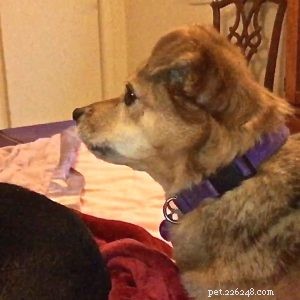 How I Empowered My Dog With a Life‑Changing Skill
