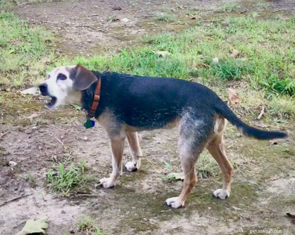 How I Empowered My Dog With a Life‑Changing Skill