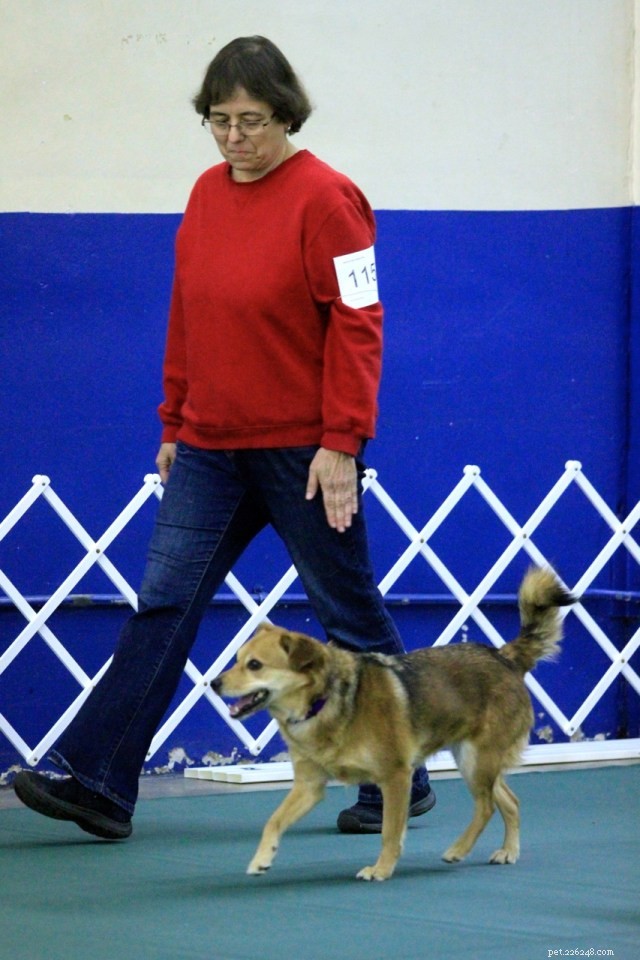 Guiding a Reactive Dog Through Rally Obedience and Our Decision to Retire