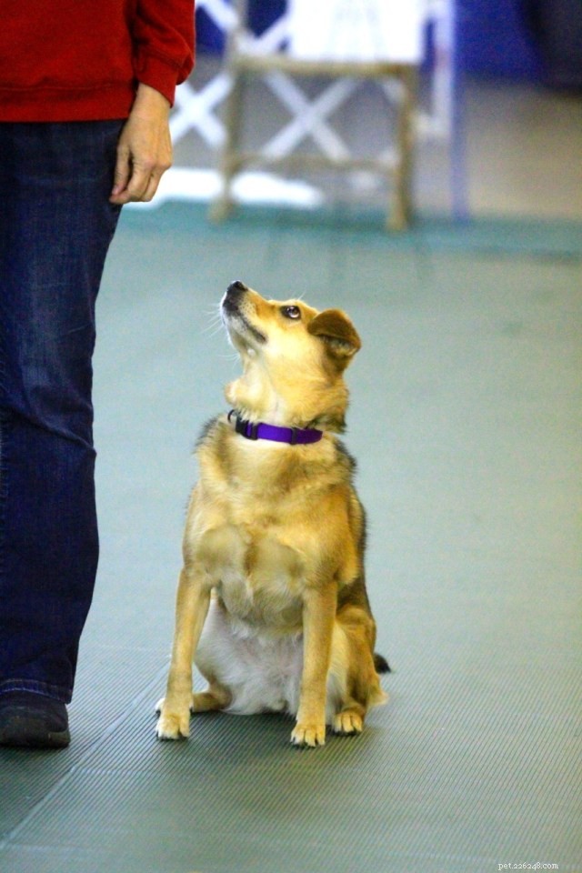 Guiding a Reactive Dog Through Rally Obedience and Our Decision to Retire