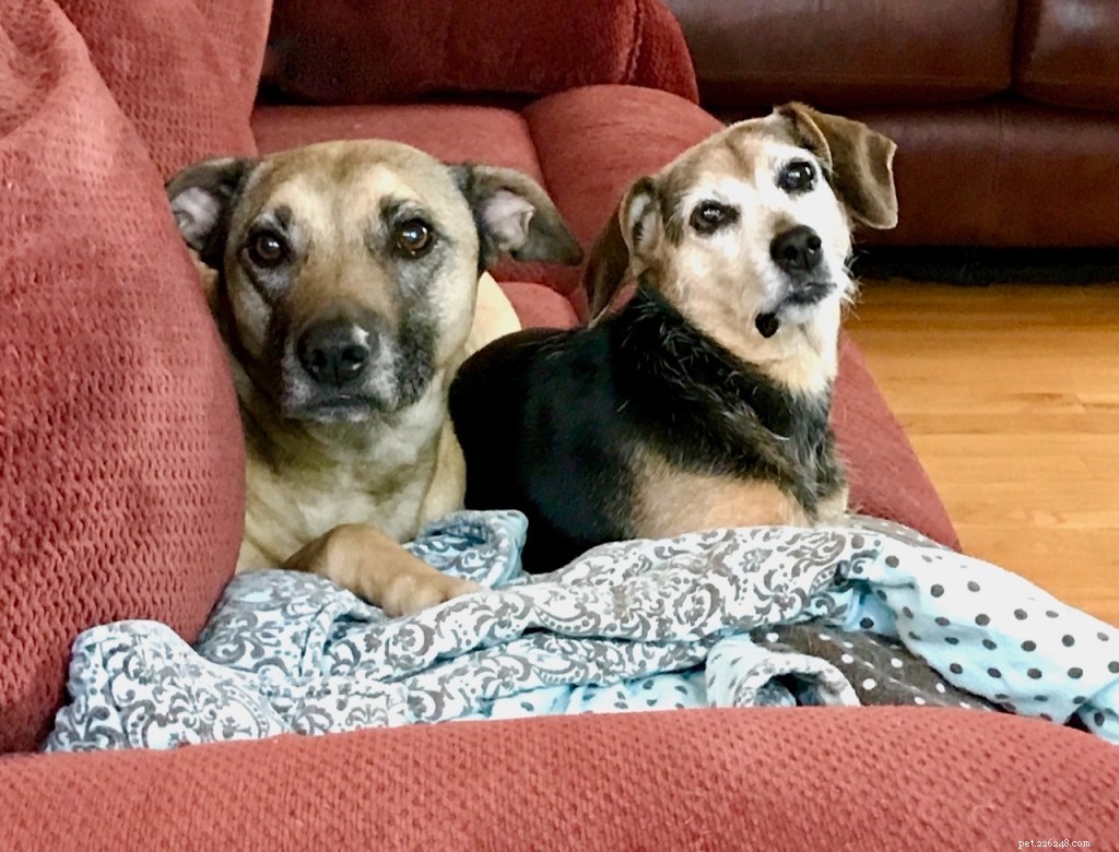 Guiding a Reactive Dog Through Rally Obedience and Our Decision to Retire