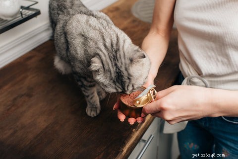 Effective Strategies to Keep Cats Off Your Kitchen Counter
